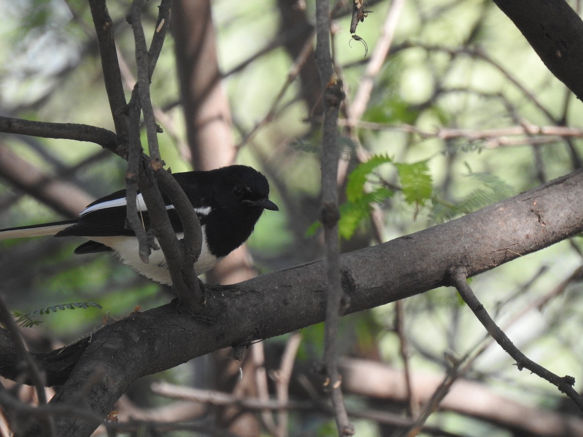 Oriental Magpie-Robin - ML397498941