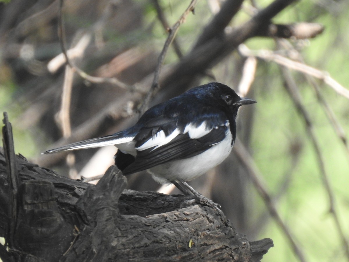 Oriental Magpie-Robin - ML397498981