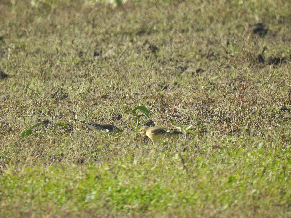 Western Yellow Wagtail - ML397499951