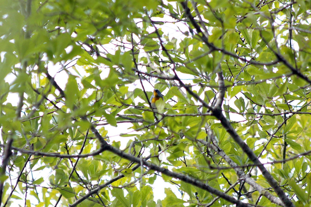 Northern Parula - ML397500361