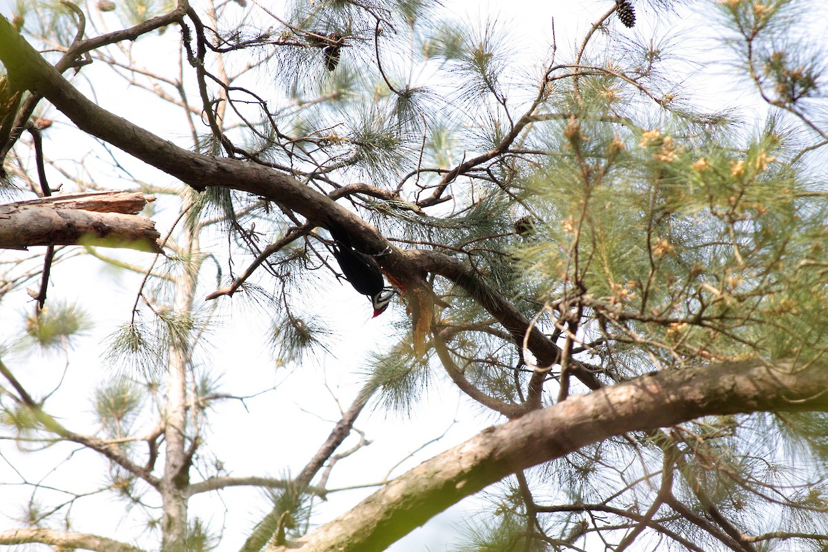 Pileated Woodpecker - ML397500561
