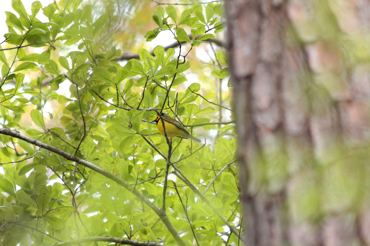 Hooded Warbler - ML397500611