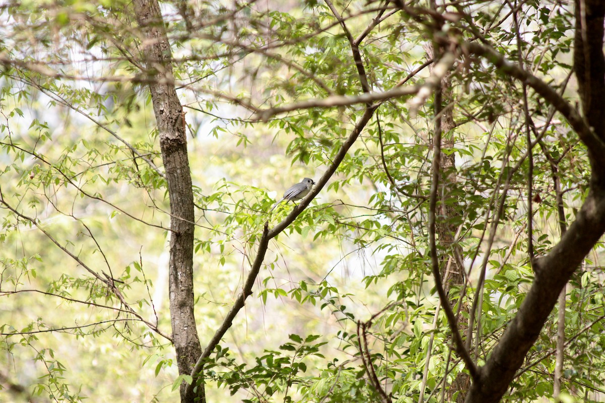 Tufted Titmouse - ML397500661