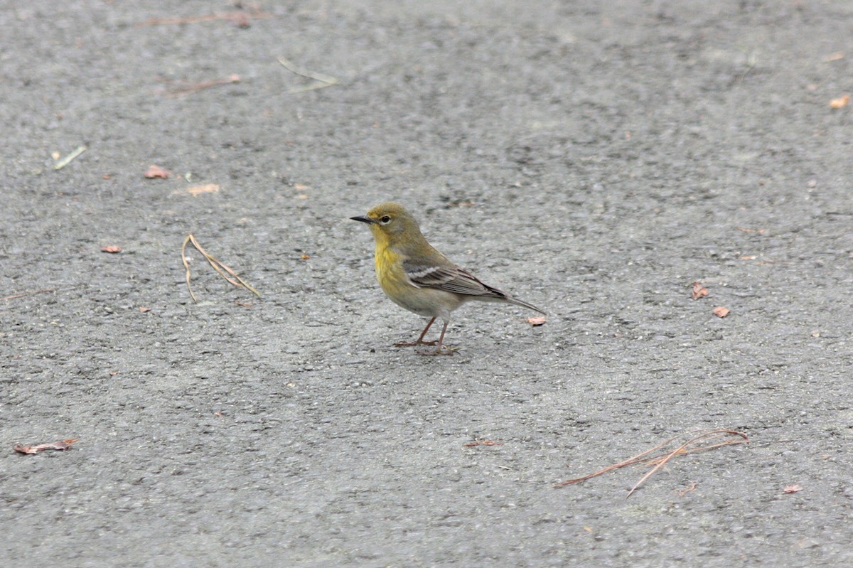 Pine Warbler - ML397500671