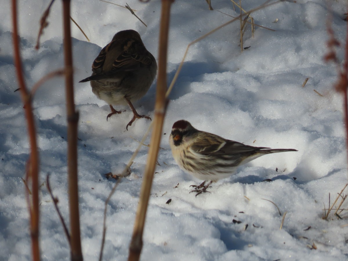 Common Redpoll - ML397500771