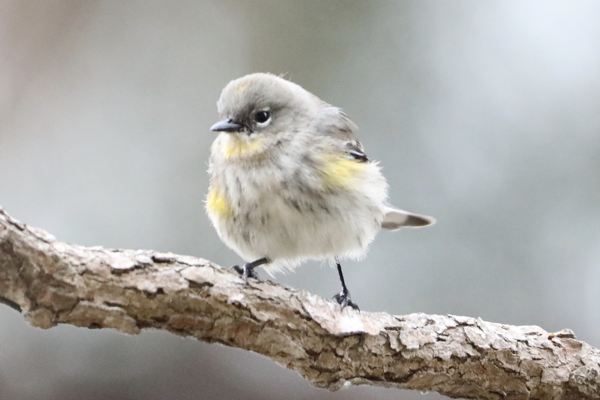 Yellow-rumped Warbler (Audubon's) - ML397502501