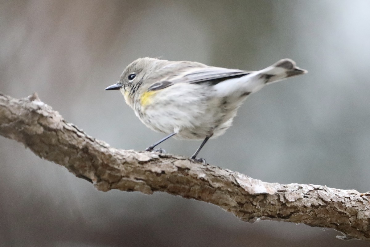 Yellow-rumped Warbler (Audubon's) - ML397502521