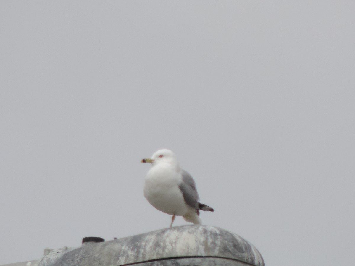 Ring-billed Gull - ML397502821