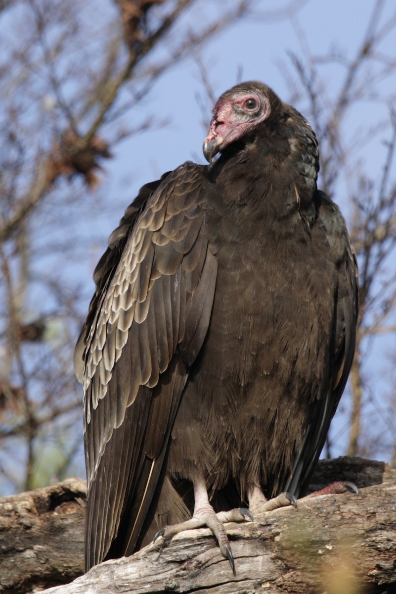 Turkey Vulture - ML397503481