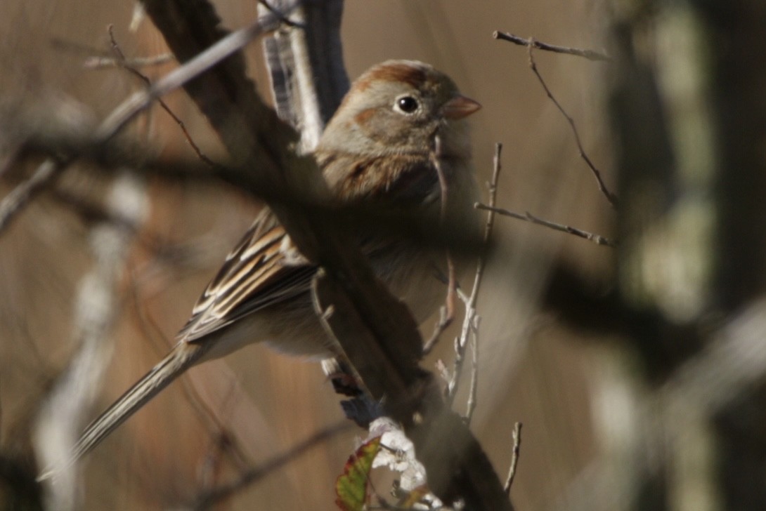 Field Sparrow - ML397503531