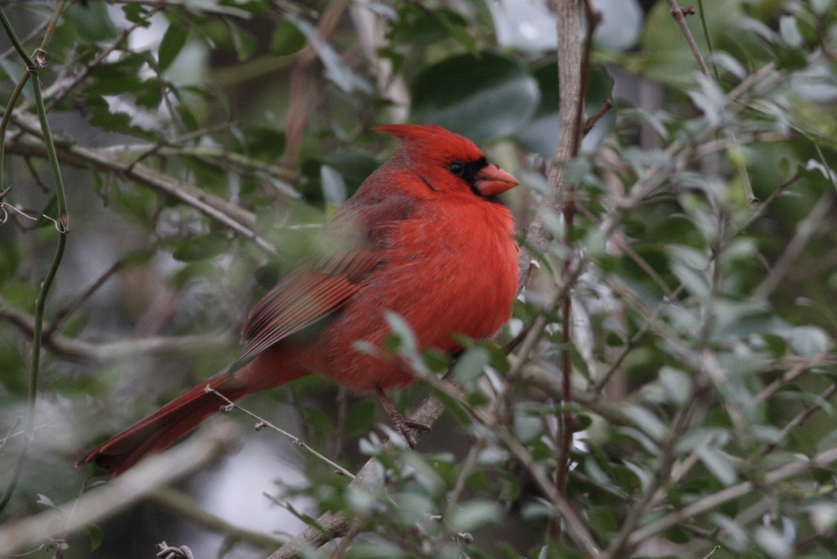 Cardinal rouge - ML397503551