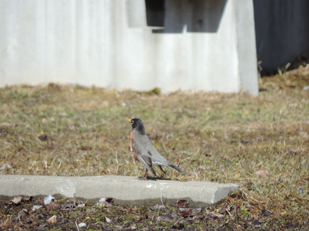 Дрізд мандрівний - ML397504651