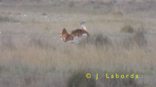 Great Bustard - ML397505161