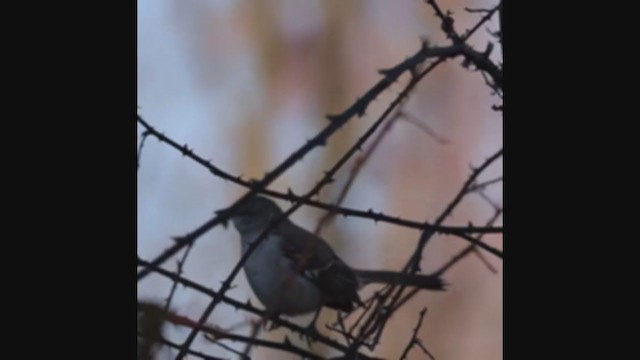 Многоголосый пересмешник - ML397505231