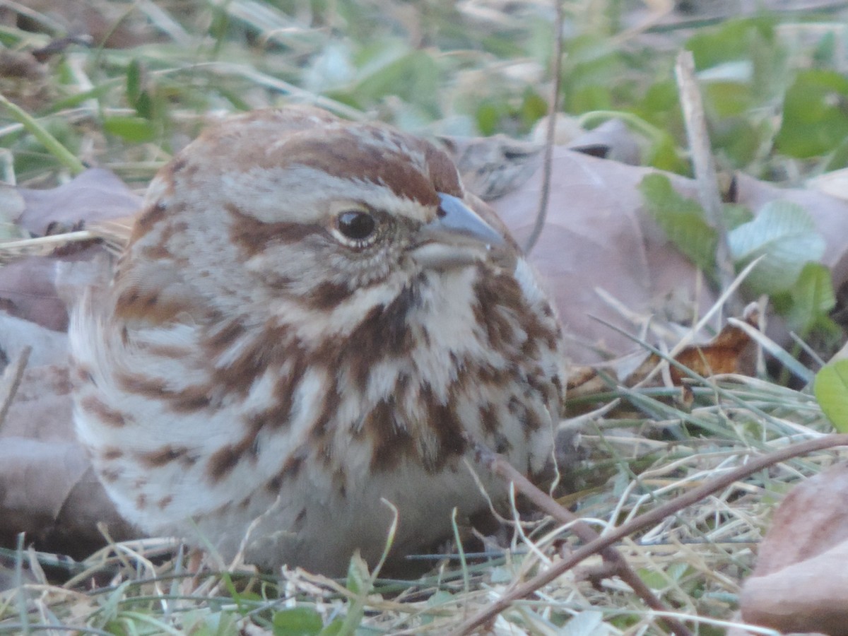 Song Sparrow - ML397506041