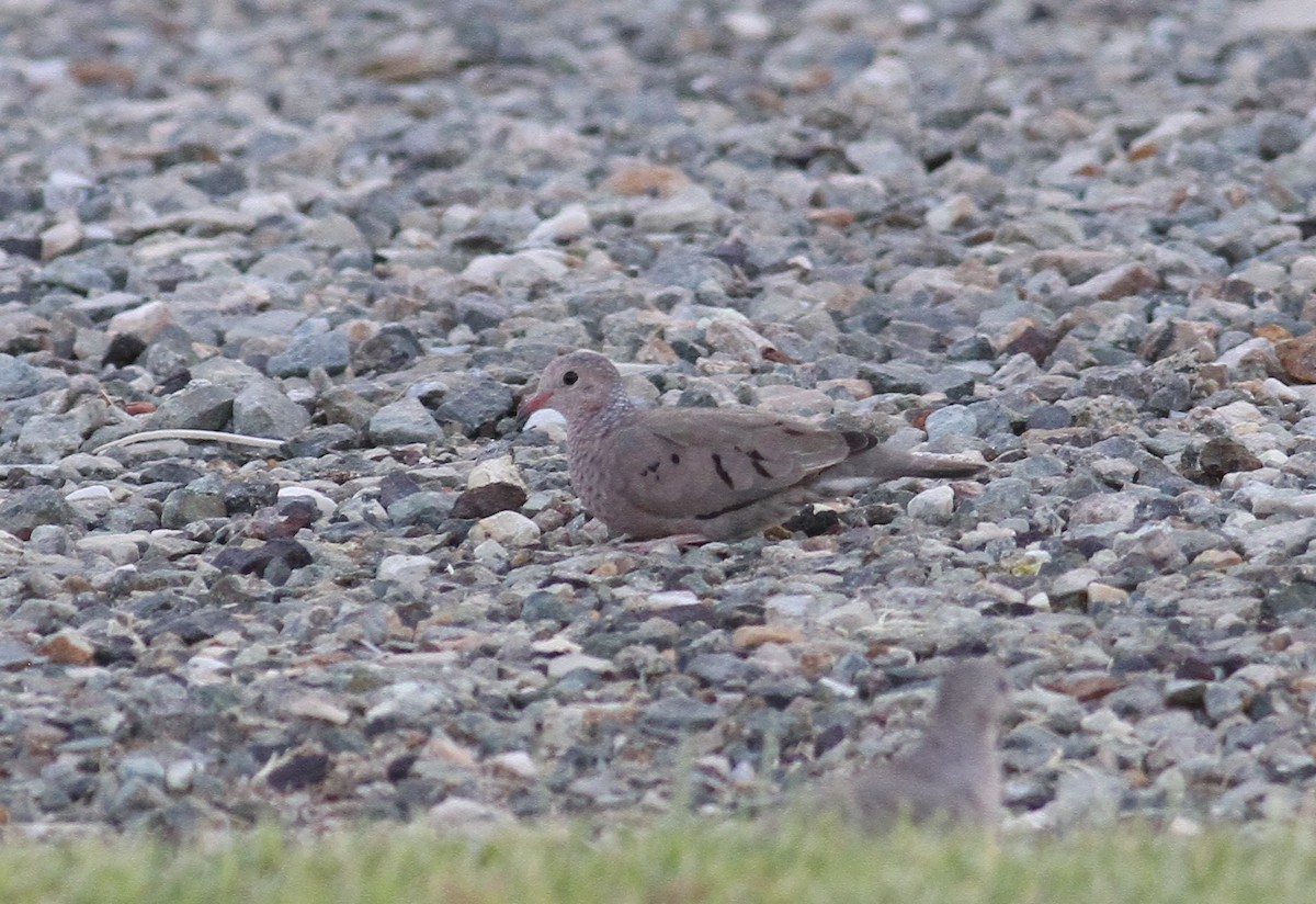 Common Ground Dove - 🦉Richard Aracil🦅