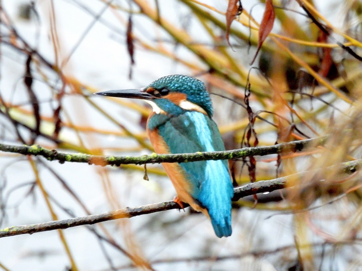Common Kingfisher - ML397506661