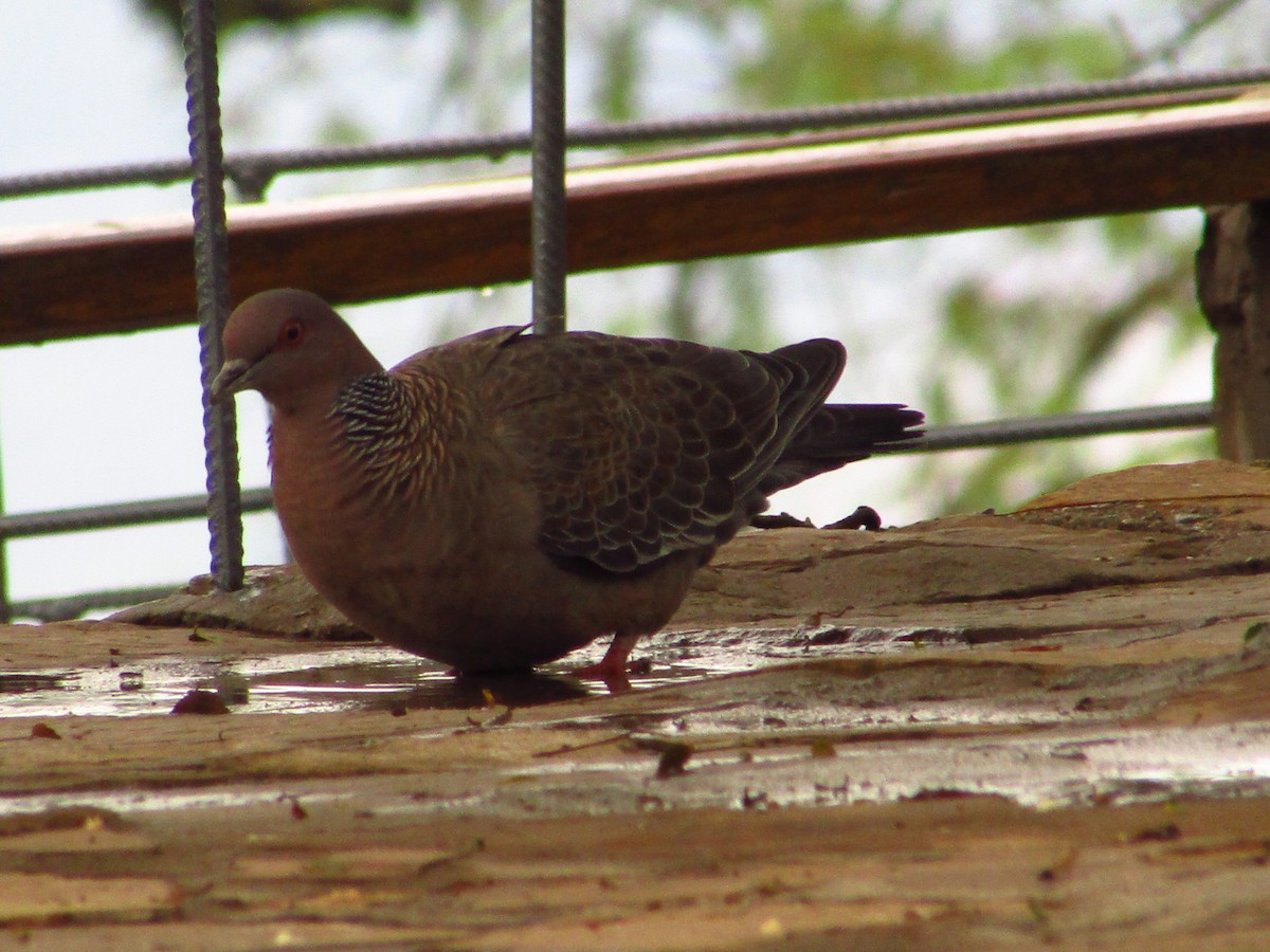 Picazuro Pigeon - ML397506891