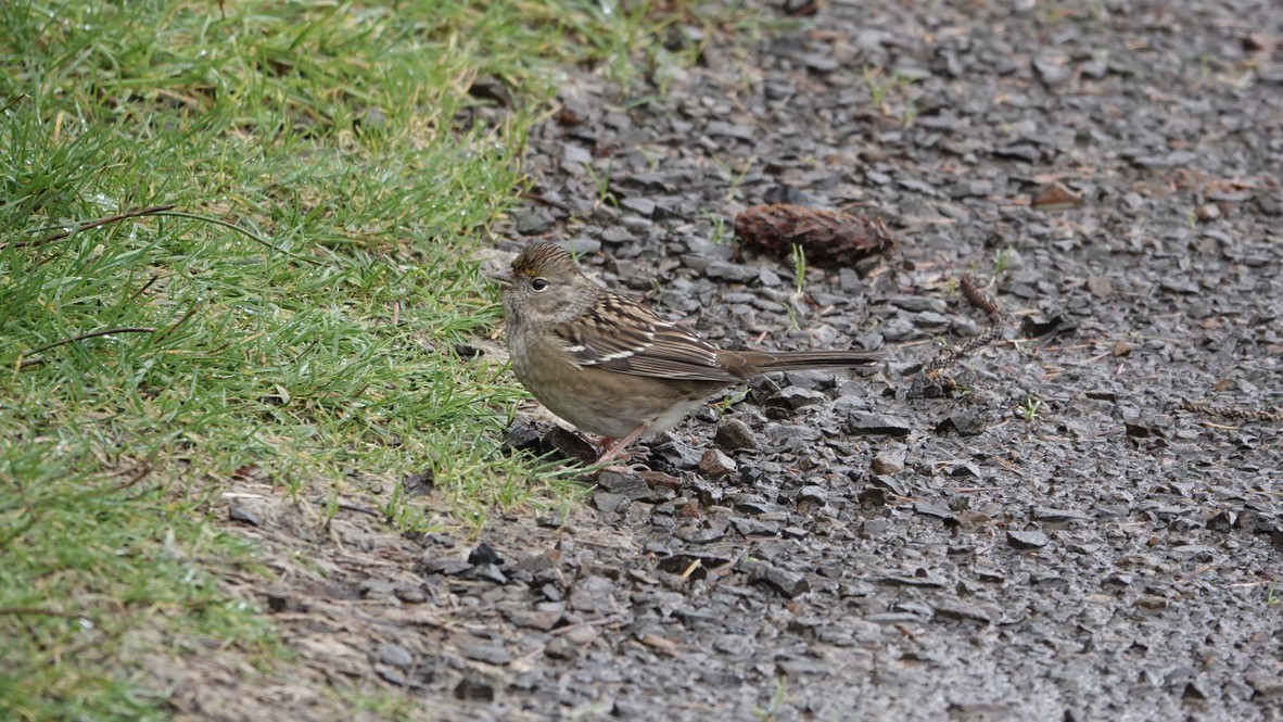 Golden-crowned Sparrow - Wink Gross