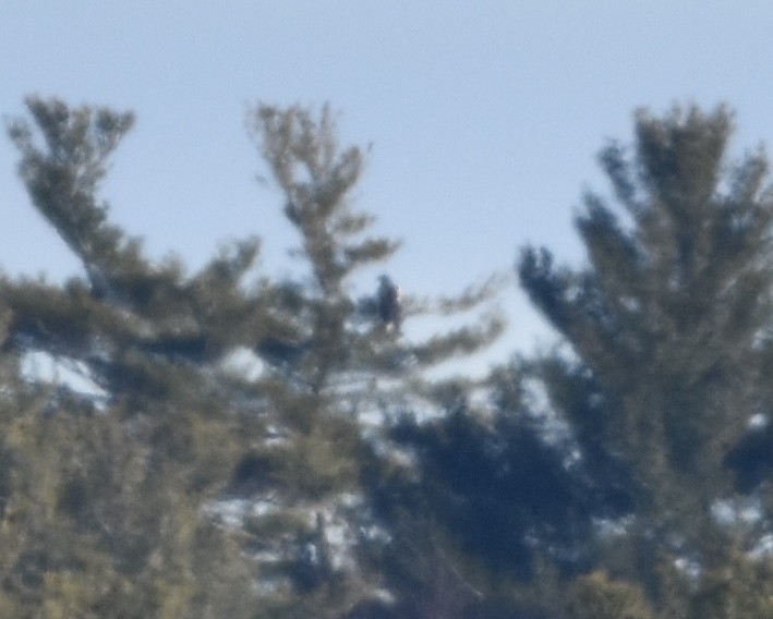 Steller's Sea-Eagle - ML397507081