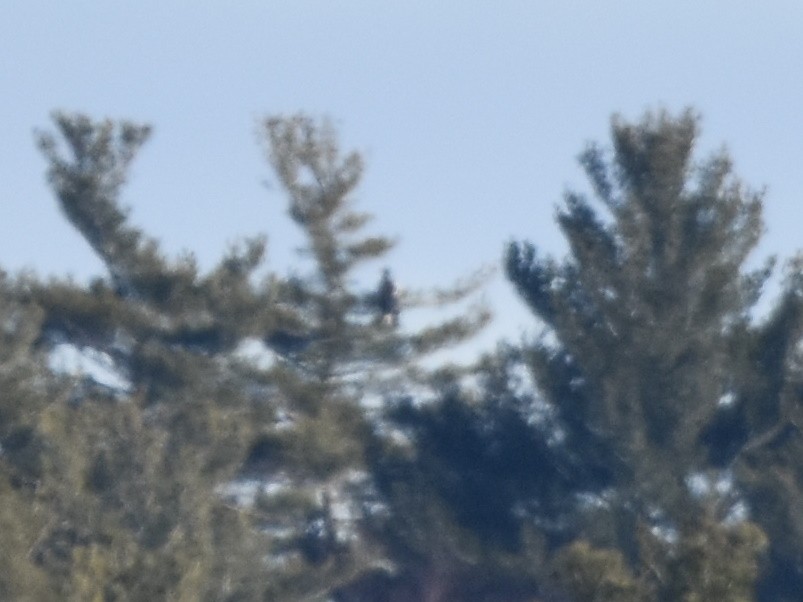 Steller's Sea-Eagle - ML397507091