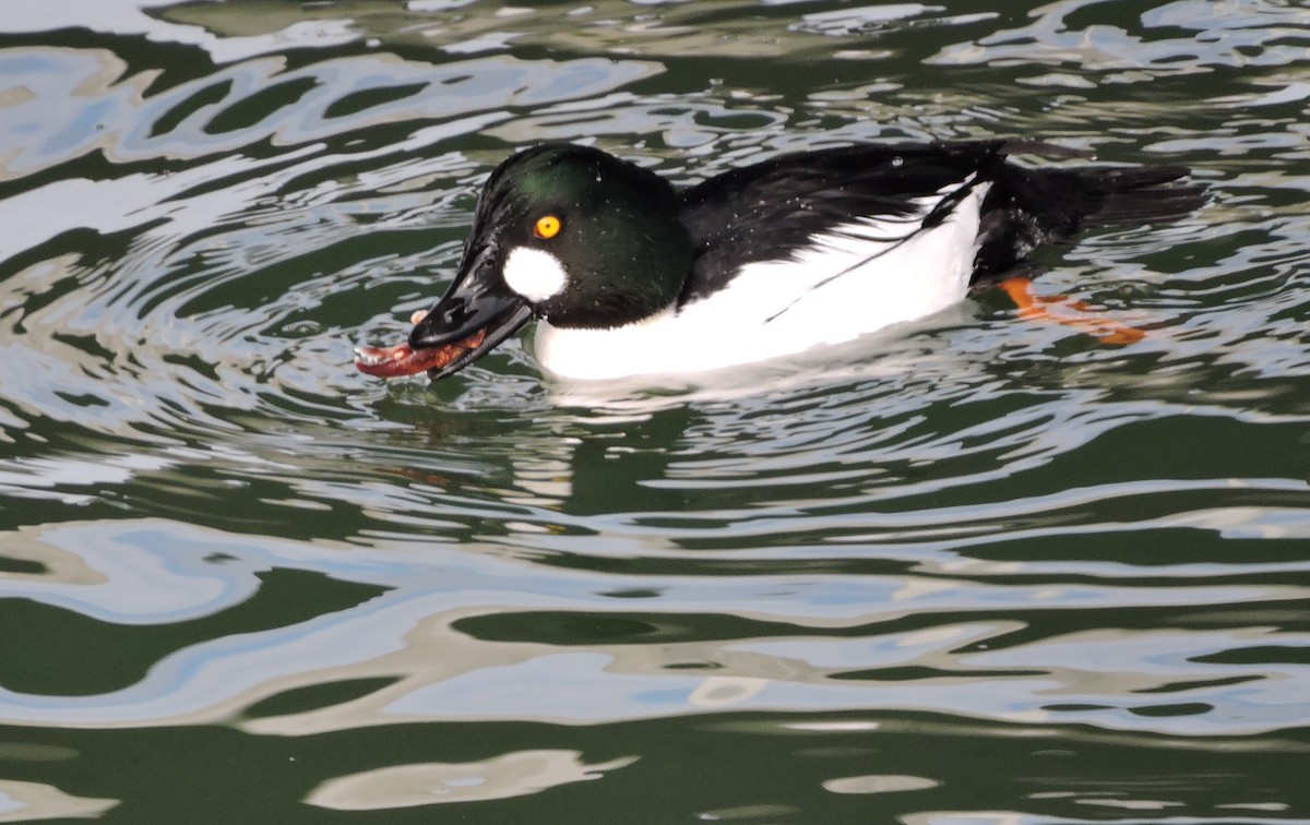 Quattrocchi - ML397508211