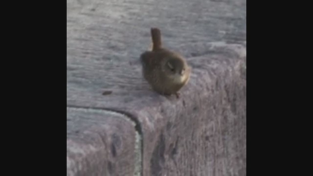 Winter Wren - ML397508911