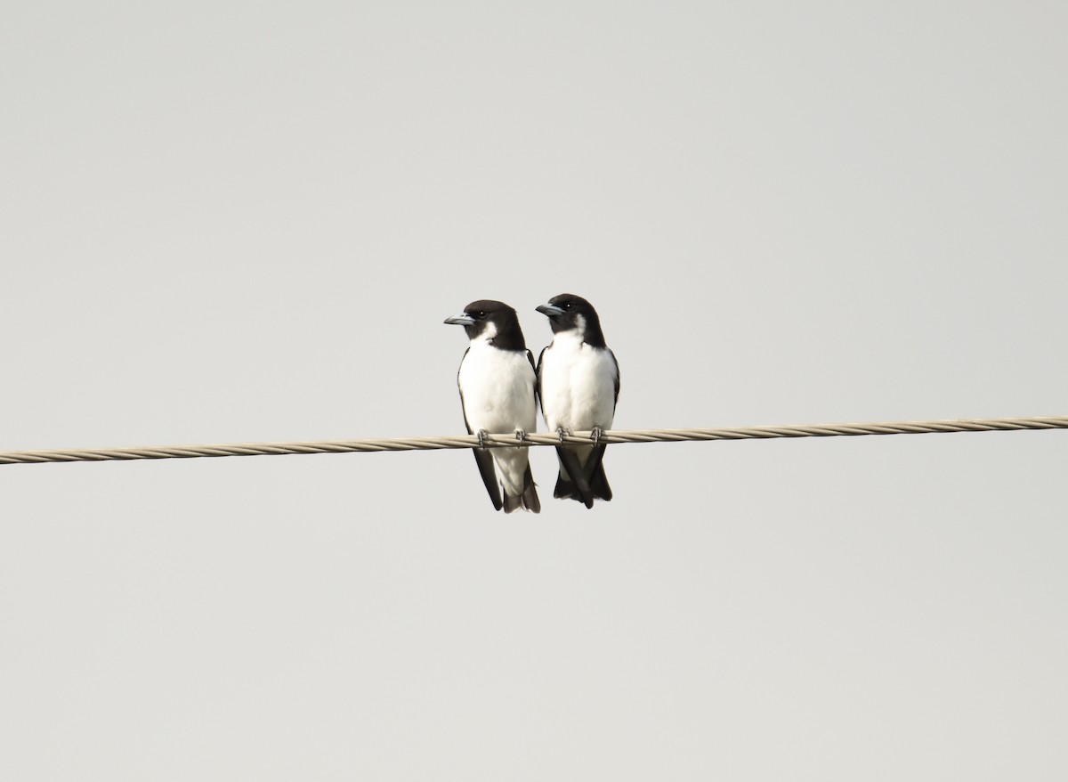 Fiji Woodswallow - ML397508931