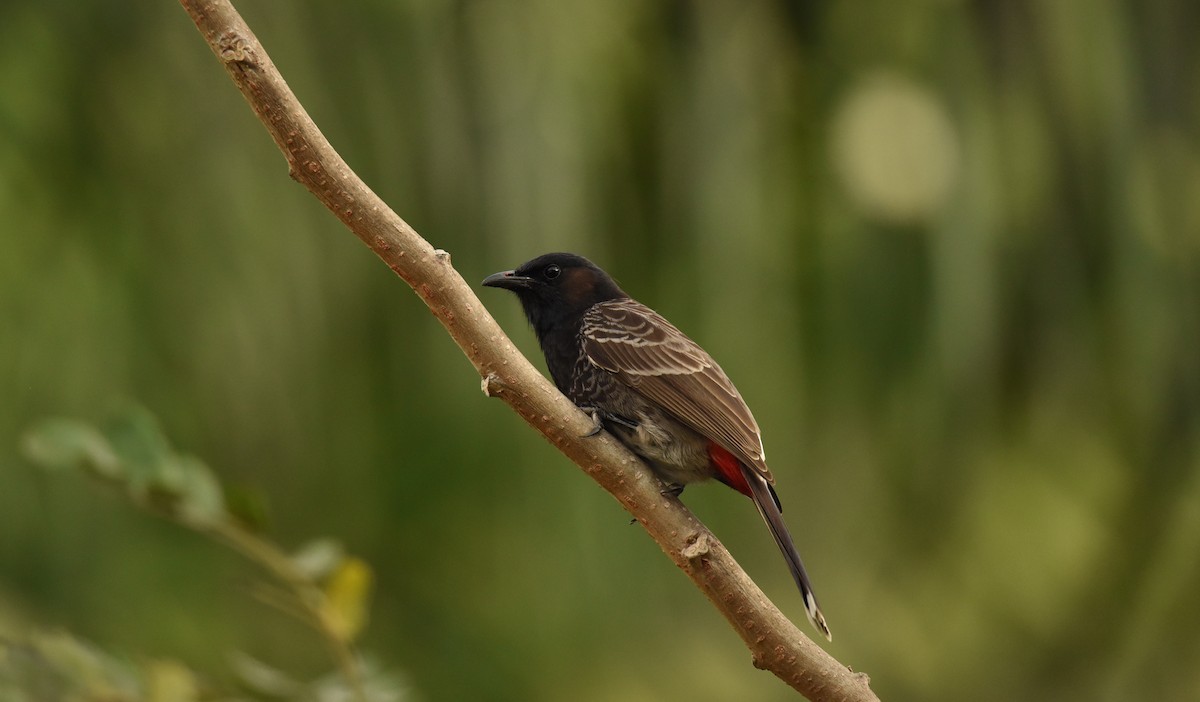 Red-vented Bulbul - ML397509031