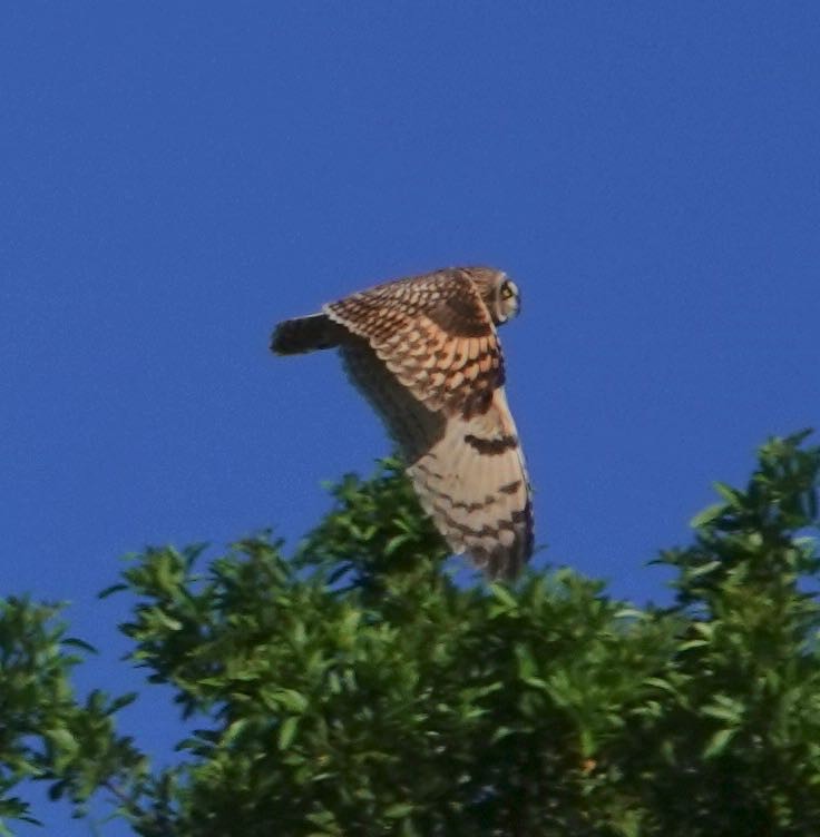 Short-eared Owl (Hawaiian) - ML397509101