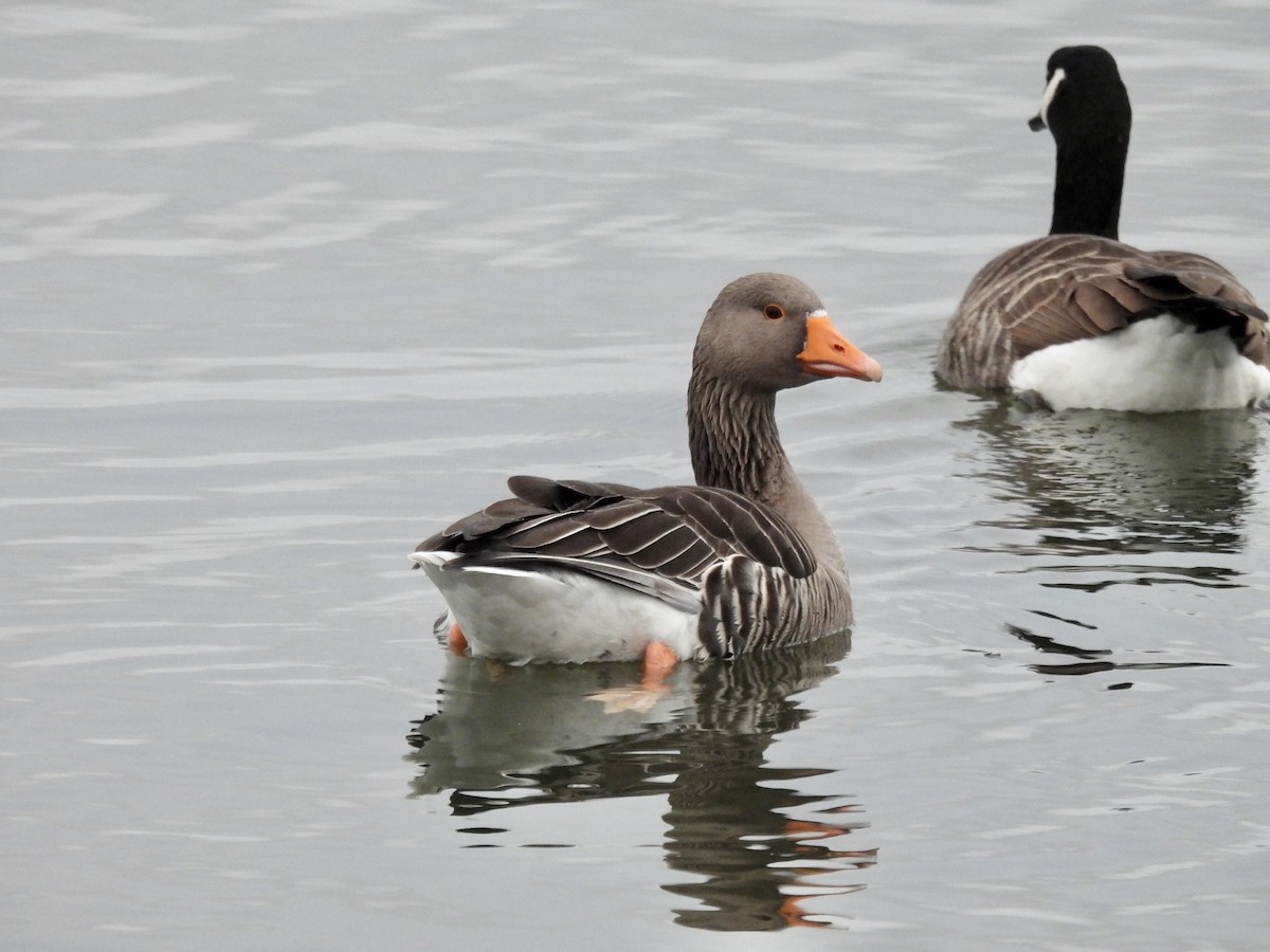 Graylag Goose - ML397511161