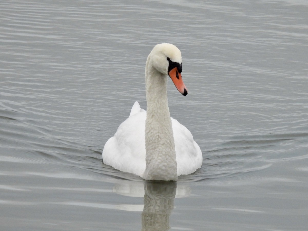 Mute Swan - ML397511251