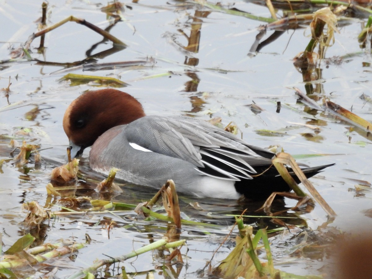 Eurasian Wigeon - ML397511411
