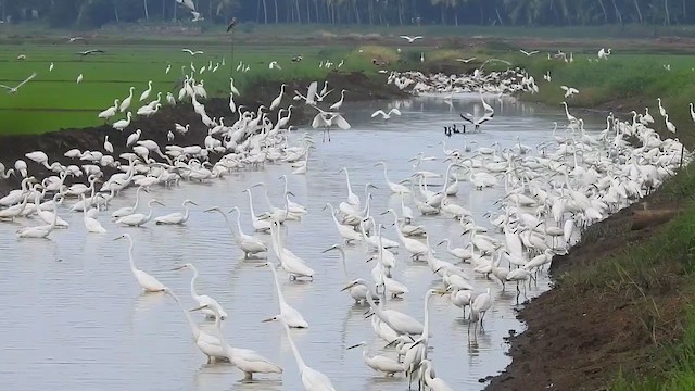 white egret sp. - ML397511591