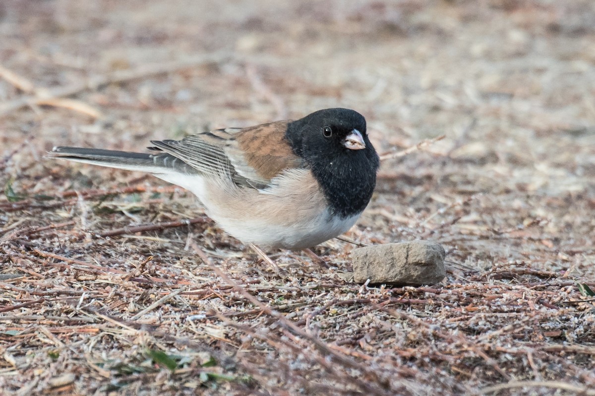 Dark-eyed Junco (Oregon) - ML397512651