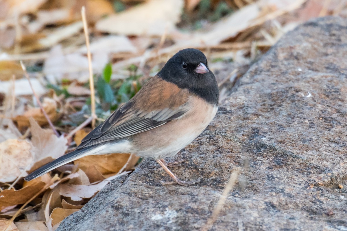 Dark-eyed Junco (Oregon) - ML397513011