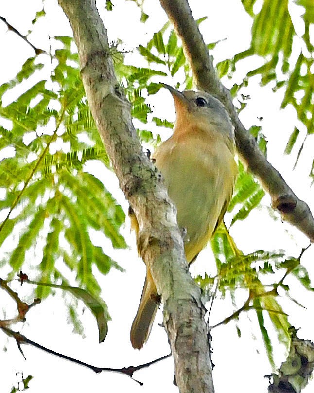 Chestnut-vented Conebill - ML397514601