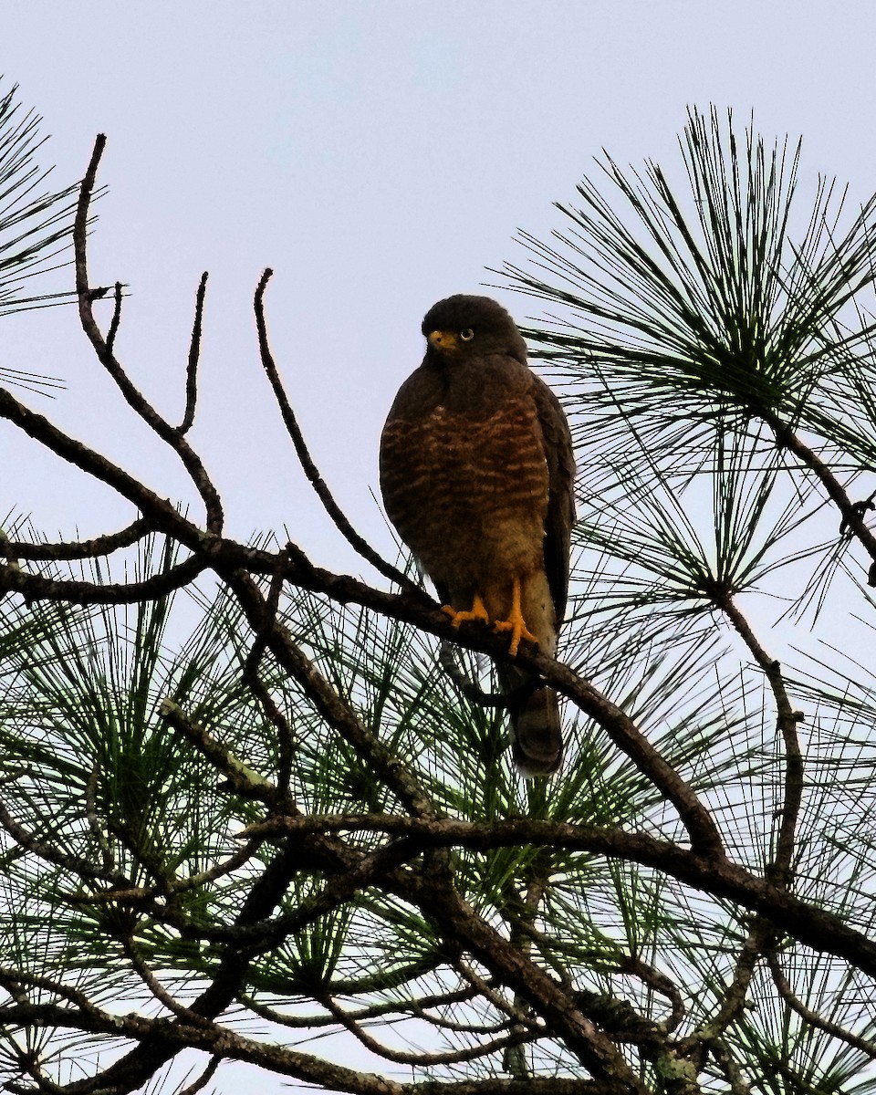 Roadside Hawk (Northern) - ML397514981