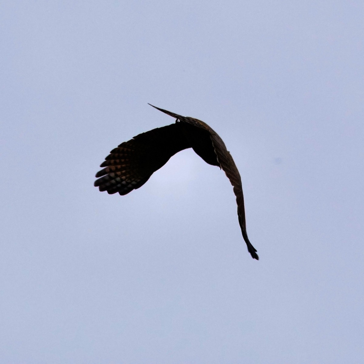 Roadside Hawk (Northern) - ML397515071