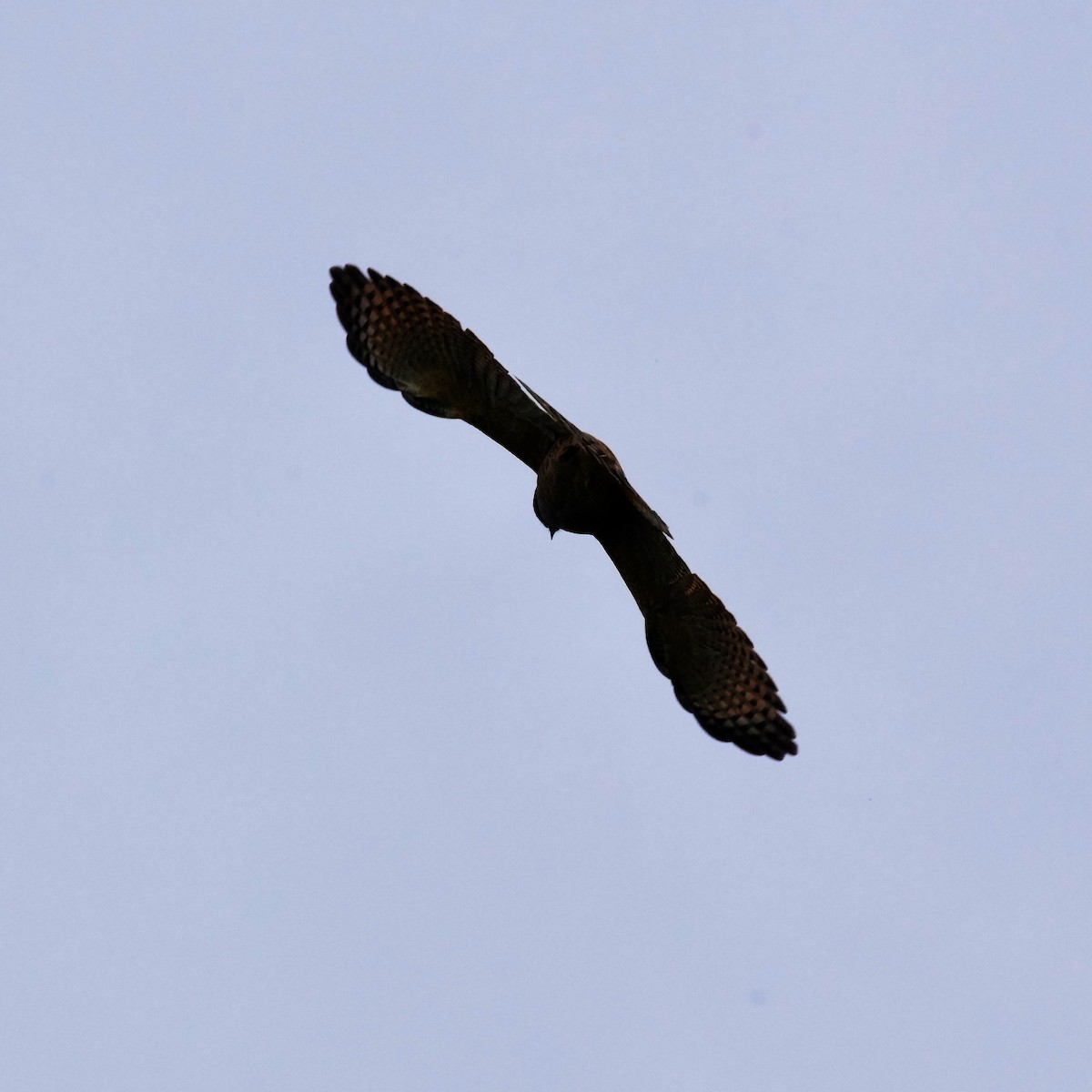 Roadside Hawk (Northern) - ML397515081