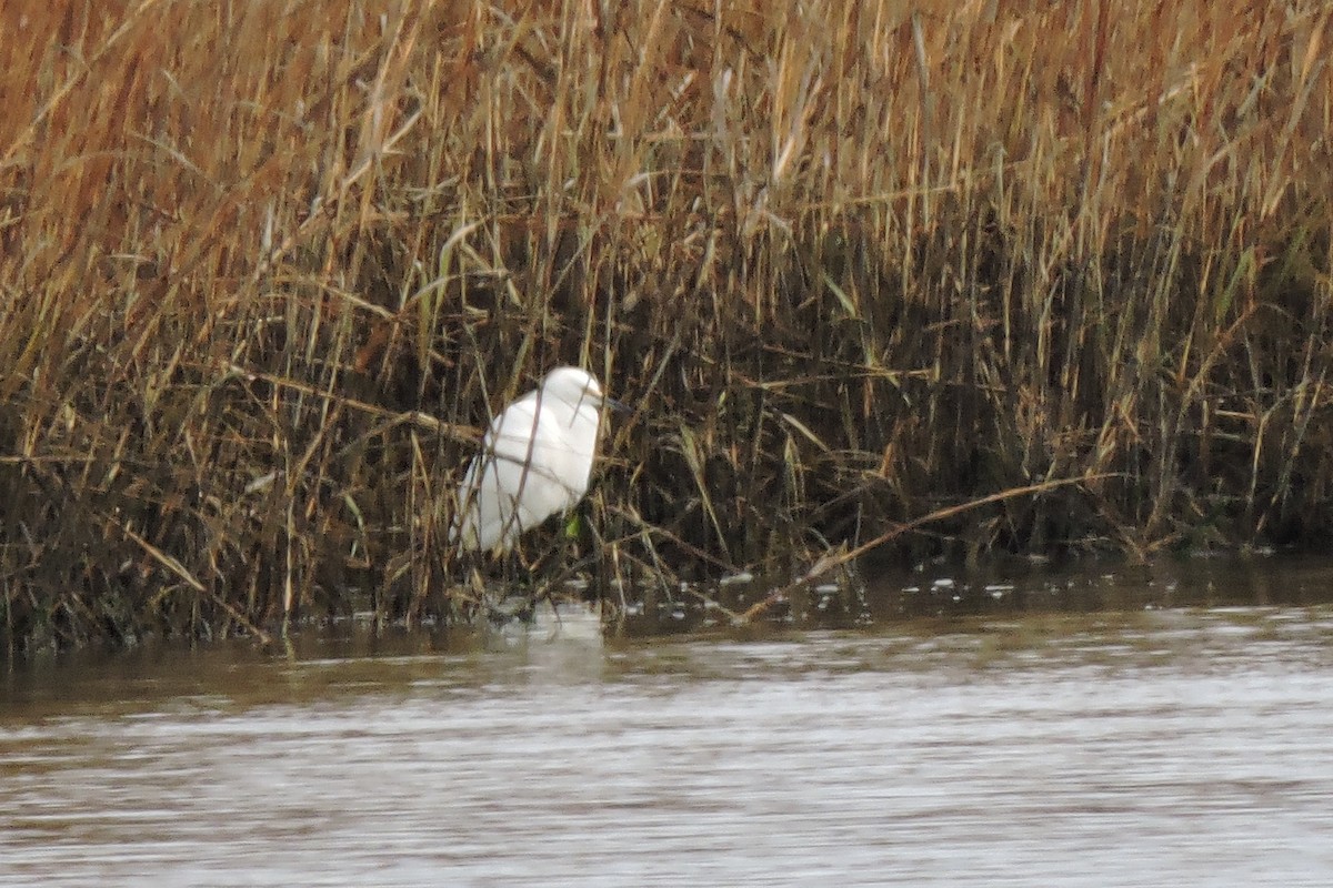 Snowy Egret - ML397516031