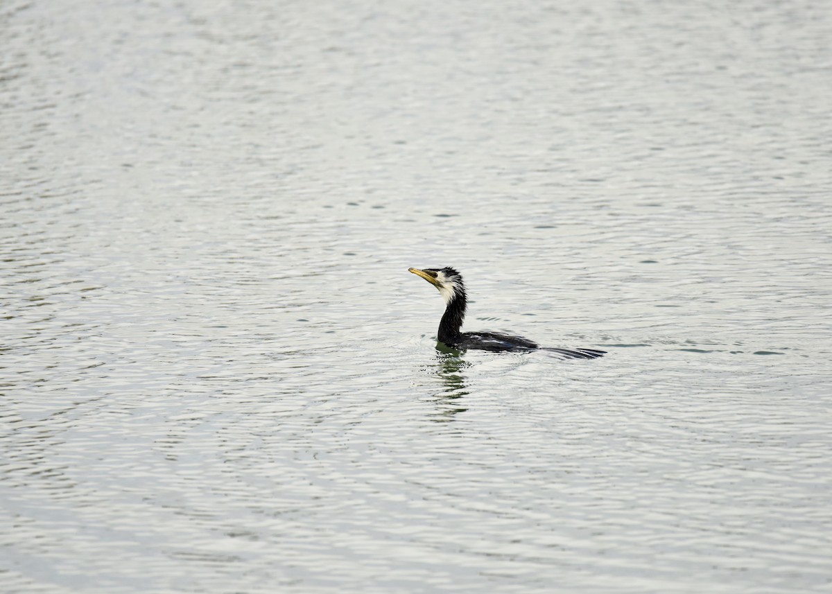 Little Pied Cormorant - ML397516771