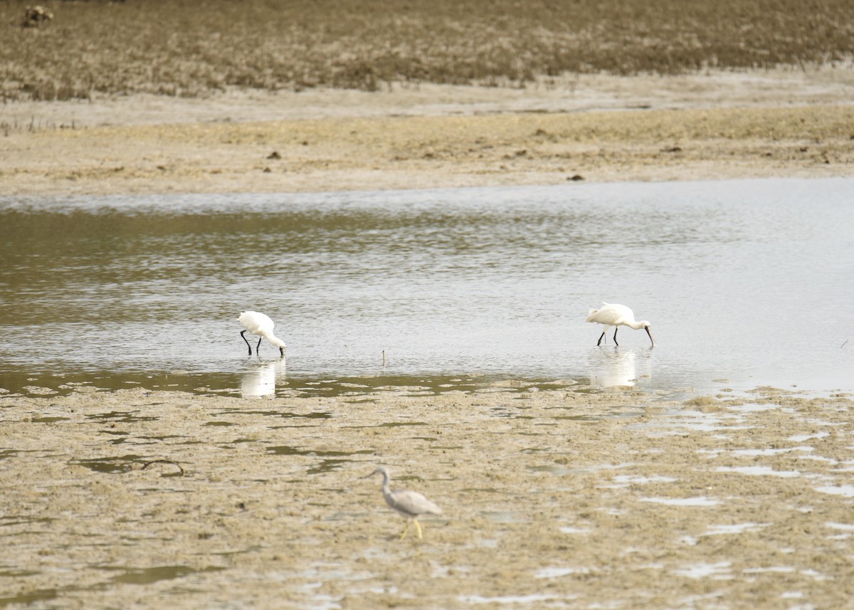 Royal Spoonbill - ML397516901