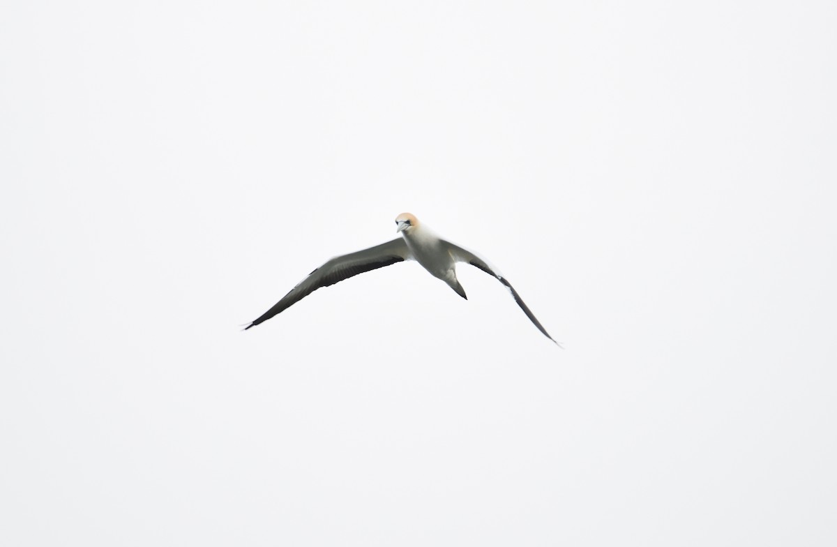 Australasian Gannet - ML397517221