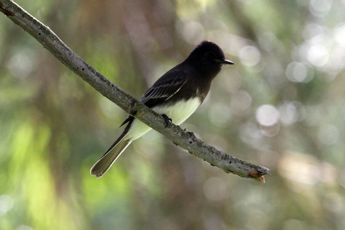 Black Phoebe - ML39751911