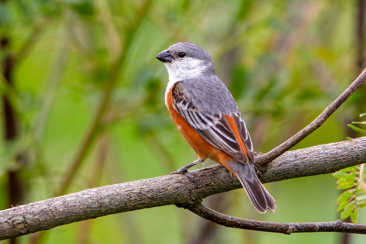 Marsh Seedeater - ML397519721