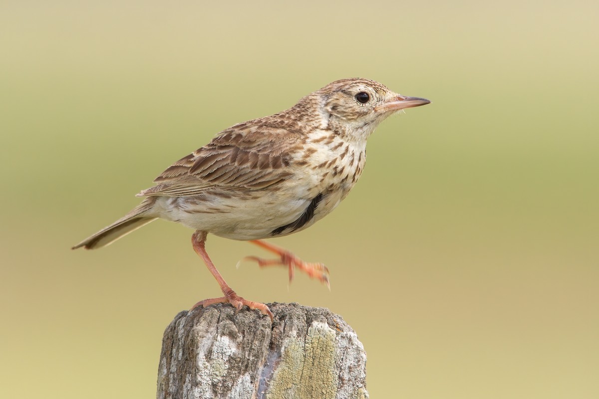 Short-billed Pipit - ML397519811