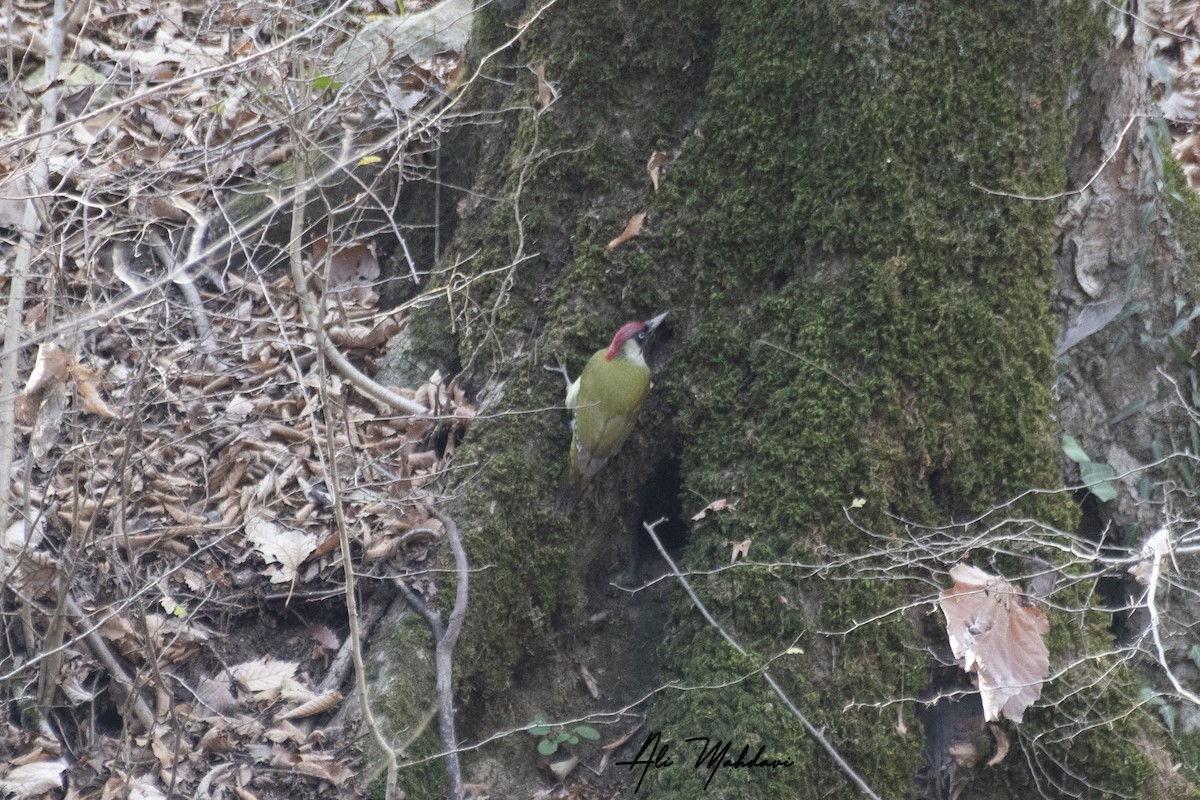 Eurasian Green Woodpecker - ML397520551