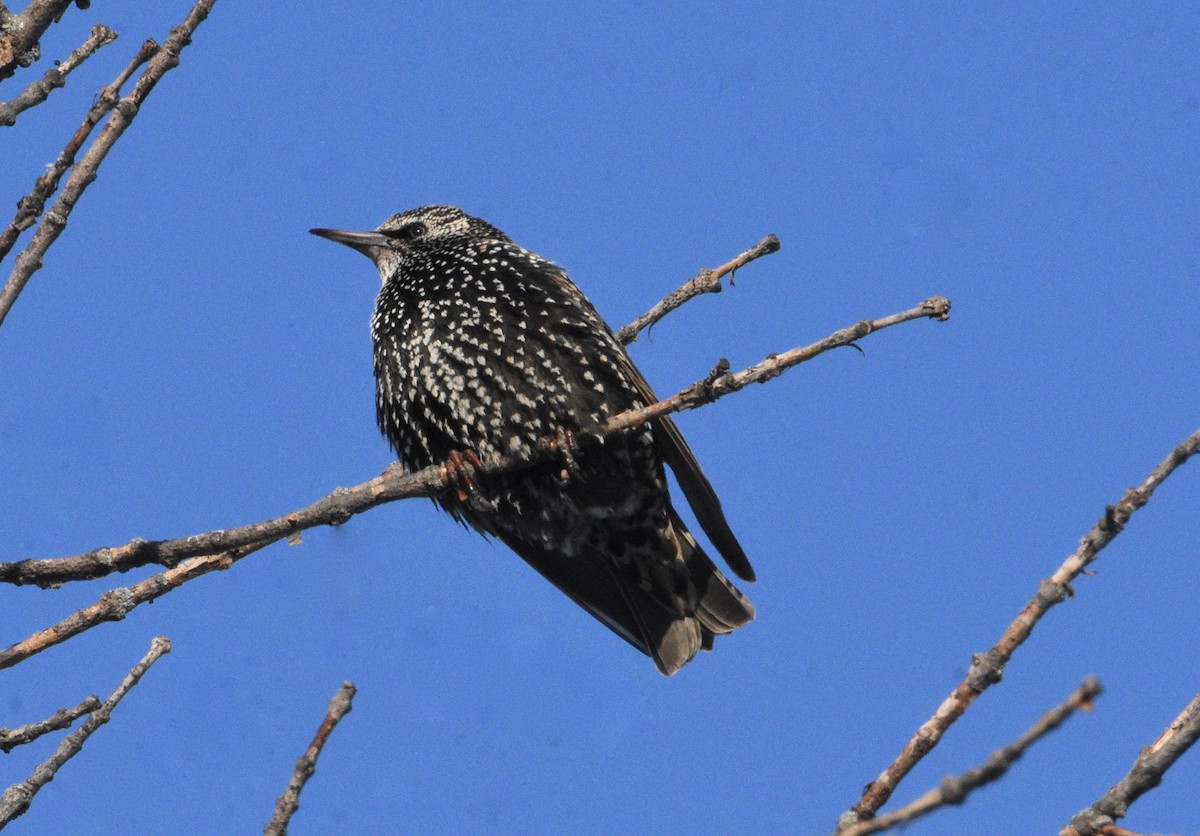 European Starling - jean pierre machet