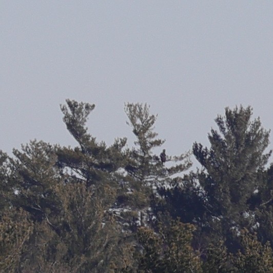 Steller's Sea-Eagle - ML397521961